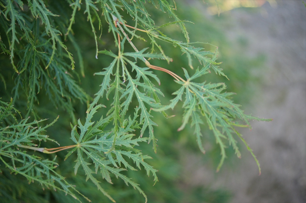 Acer palmatum var. dissectum 'Viridis'