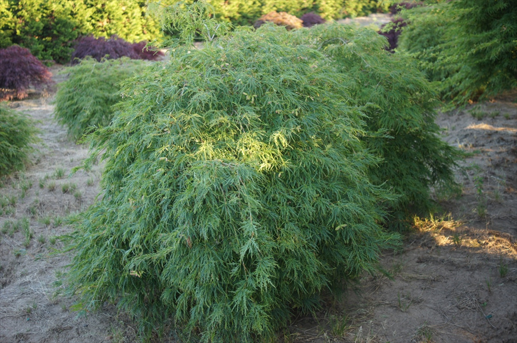 Acer palmatum var. dissectum 'Viridis'