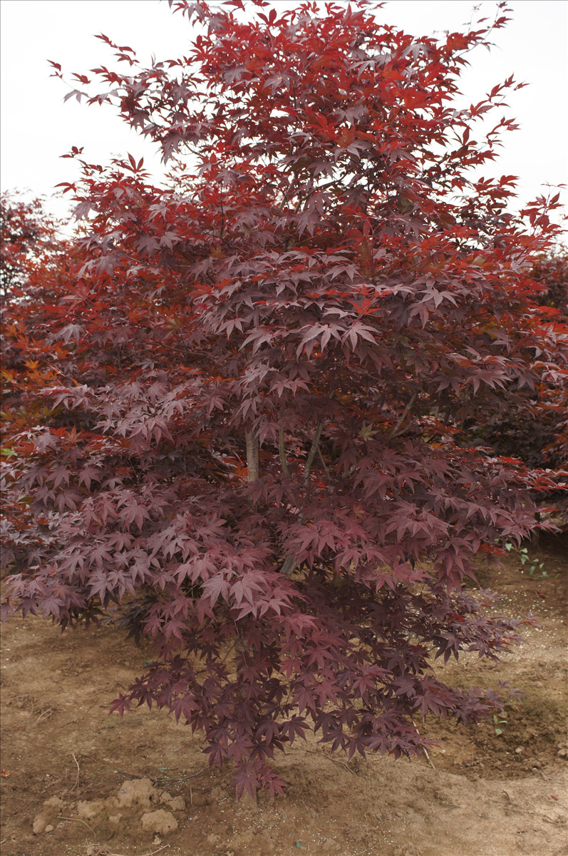 Acer palmatum 'Emperor 1'