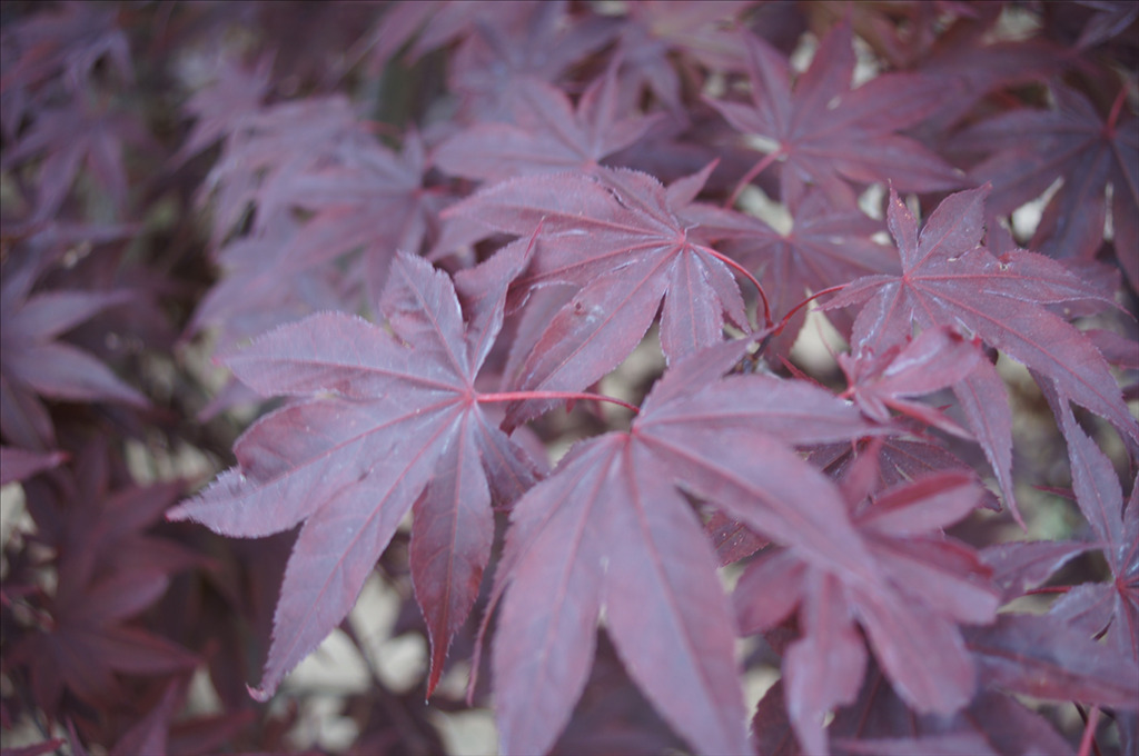 Acer palmatum 'Emperor 1'
