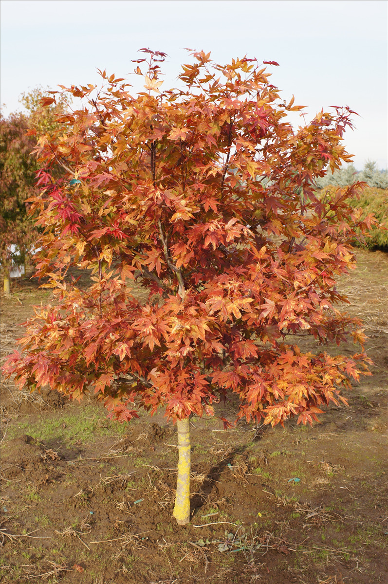 Acer palmatum 'Fireglow'