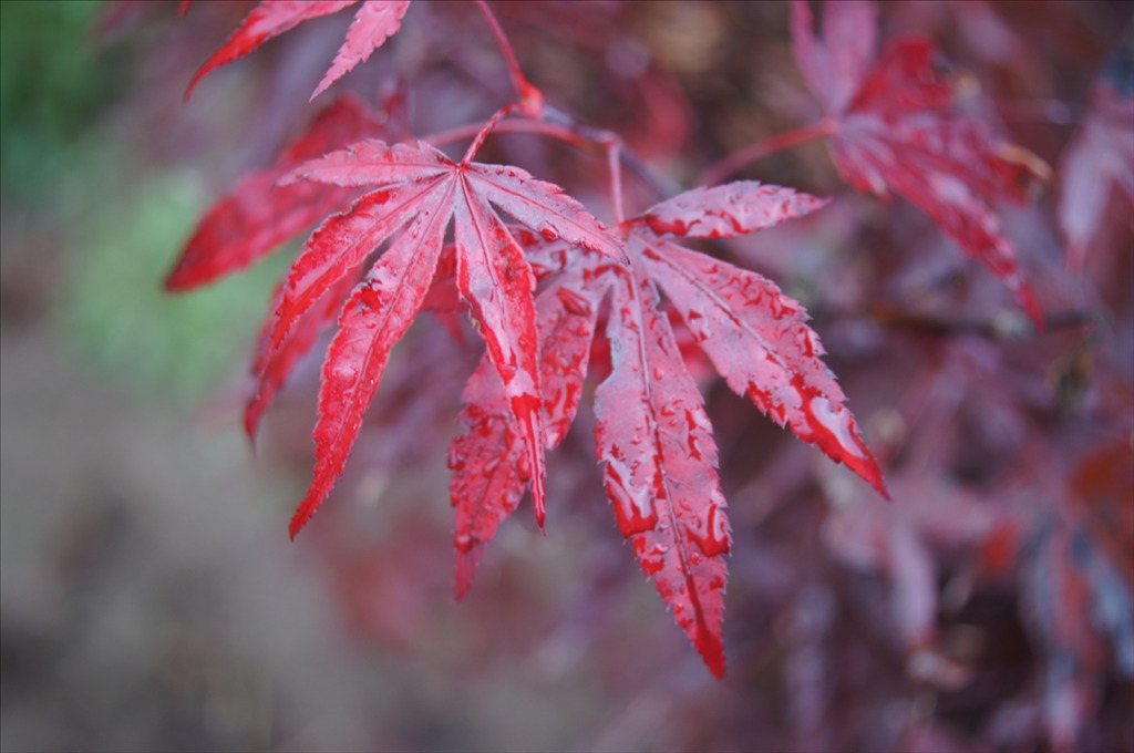 Acer palmatum 'Moonfire'