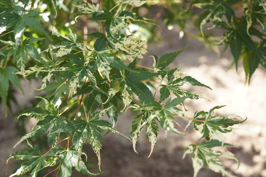 Acer palmatum 'Orido-nishiki'