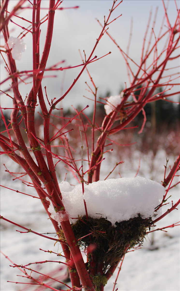 Acer palmatum 'Sango-kaku'