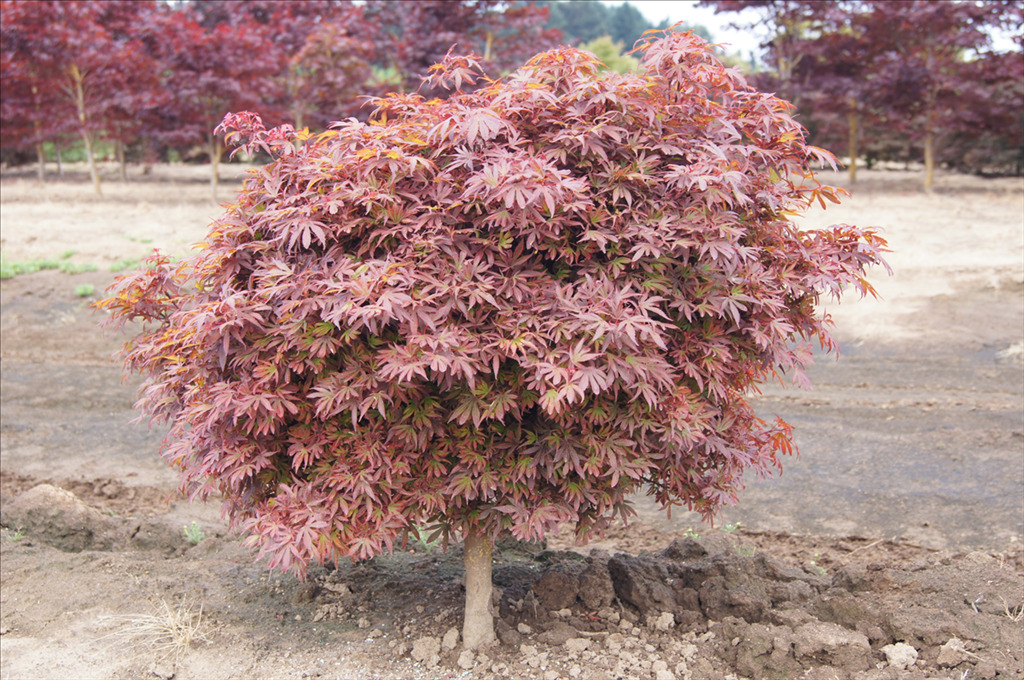 Acer palmatum 'Shaina'