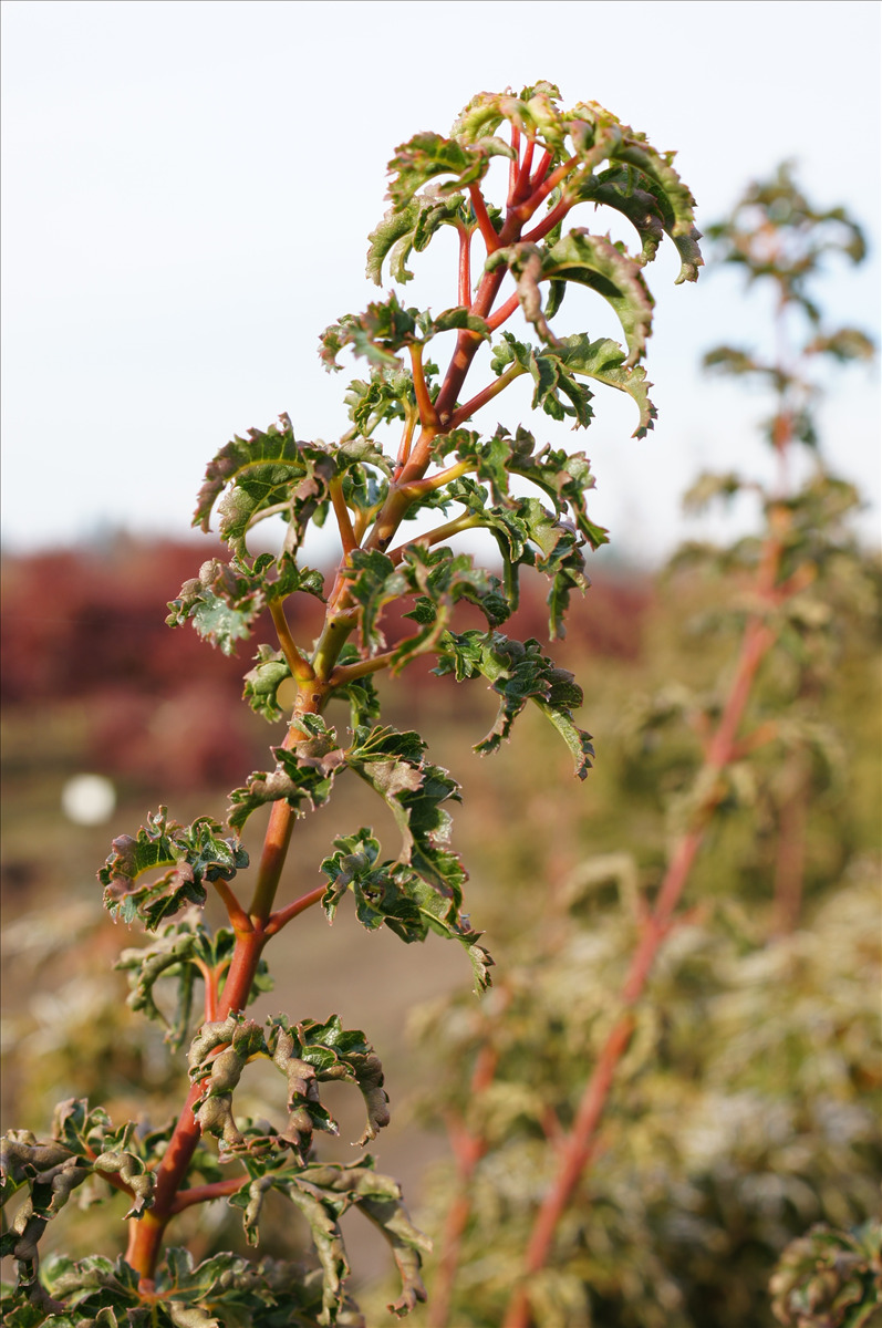 Acer palmatum 'Shishigashira'