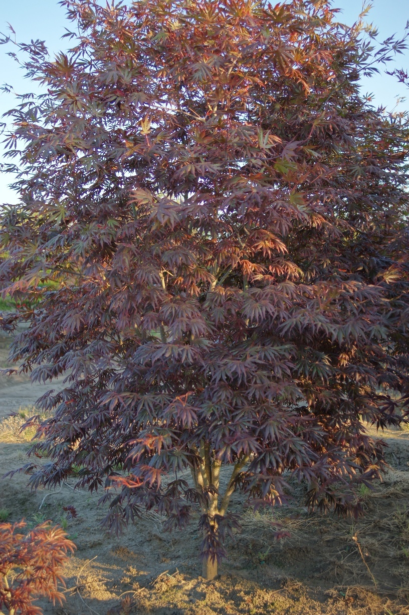 Acer palmatum 'Trompenburg'