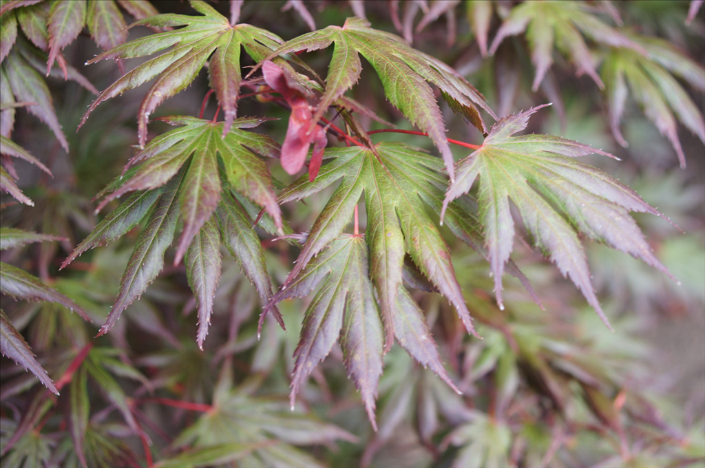 Acer palmatum 'Trompenburg'