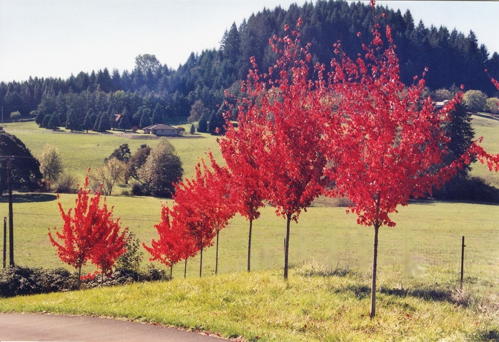 Acer rubrum 'Autumn Radiance'