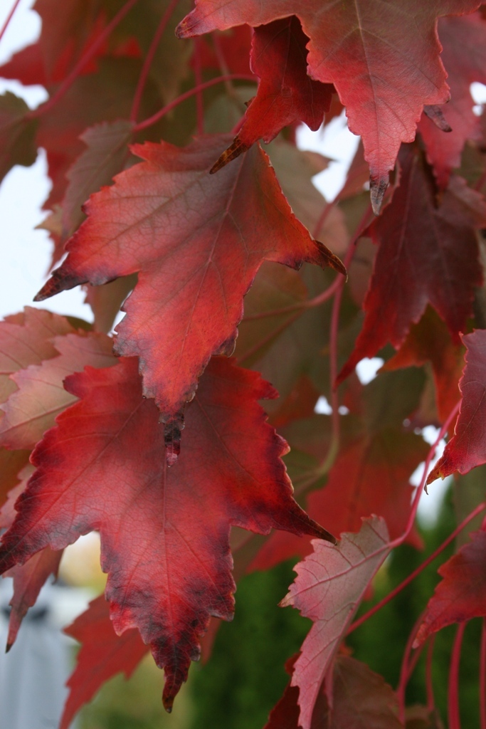 Acer rubrum 'Autumn Radiance'