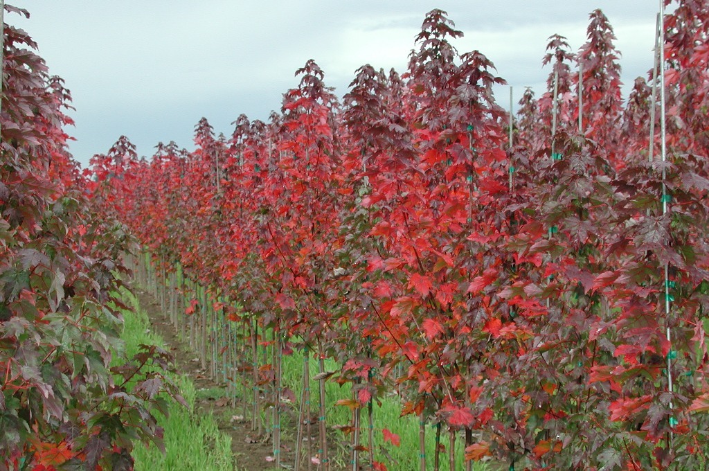 Acer rubrum 'Magnificent Magenta'