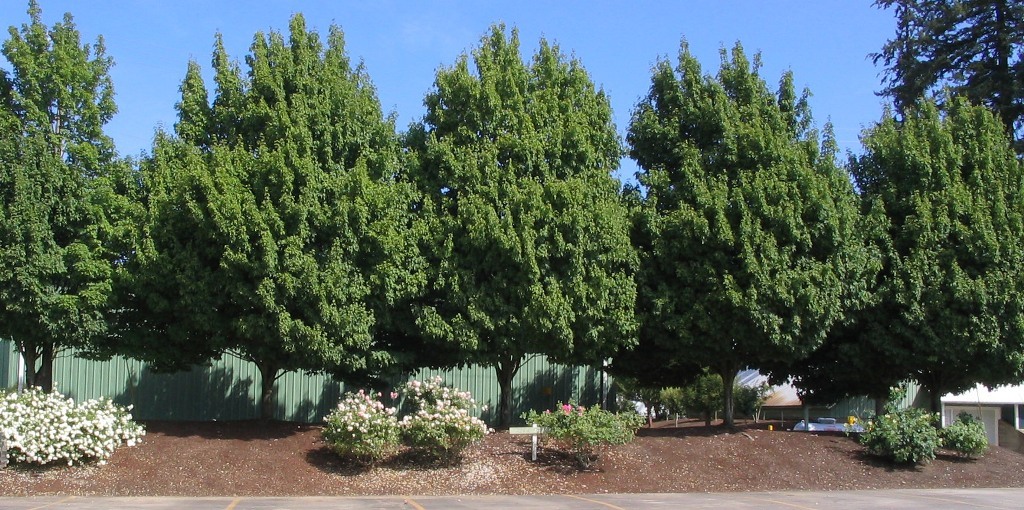 Acer rubrum 'Karpick'