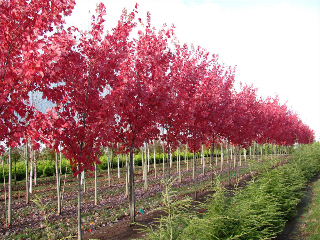 Acer rubrum 'October Glory'