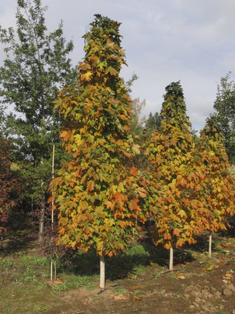 Acer saccharum 'Sugar Cone'