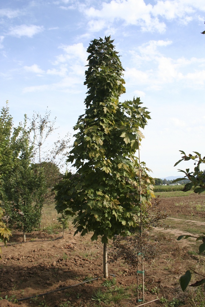 Acer saccharum 'Sugar Cone'