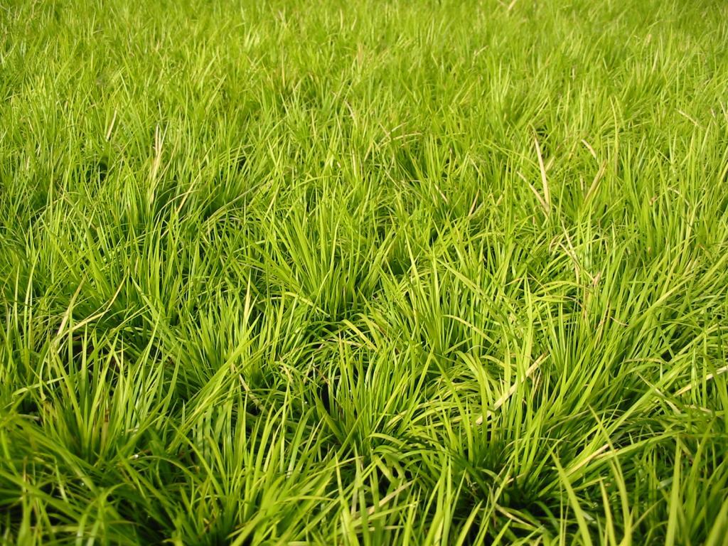 Acorus gramineus 'Minimus Aureus'