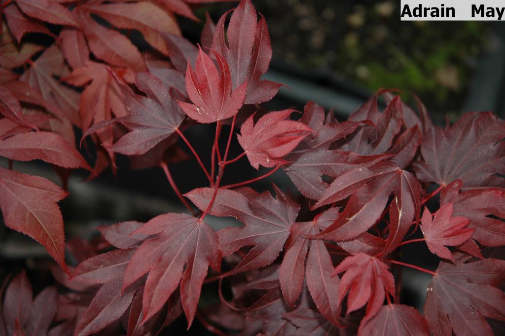 Acer palmatum 'Adrian's Compact'