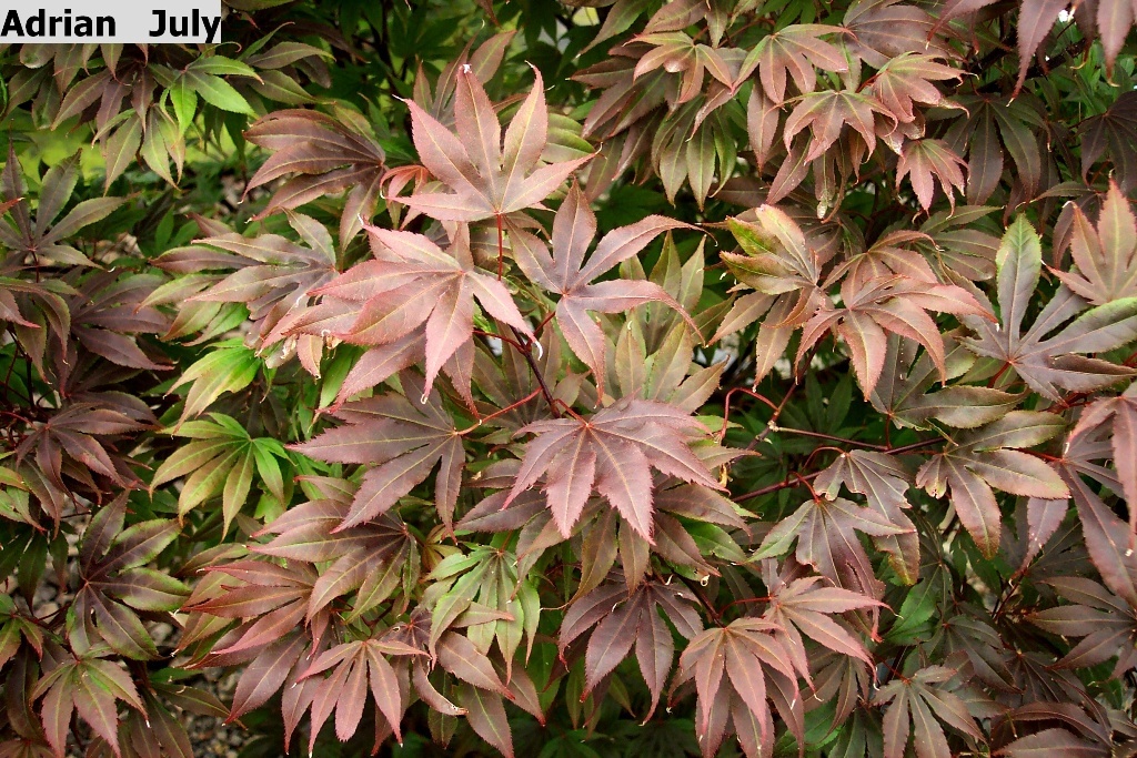 Acer palmatum 'Adrian's Compact'