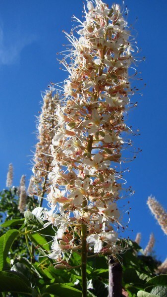 Aesculus californica