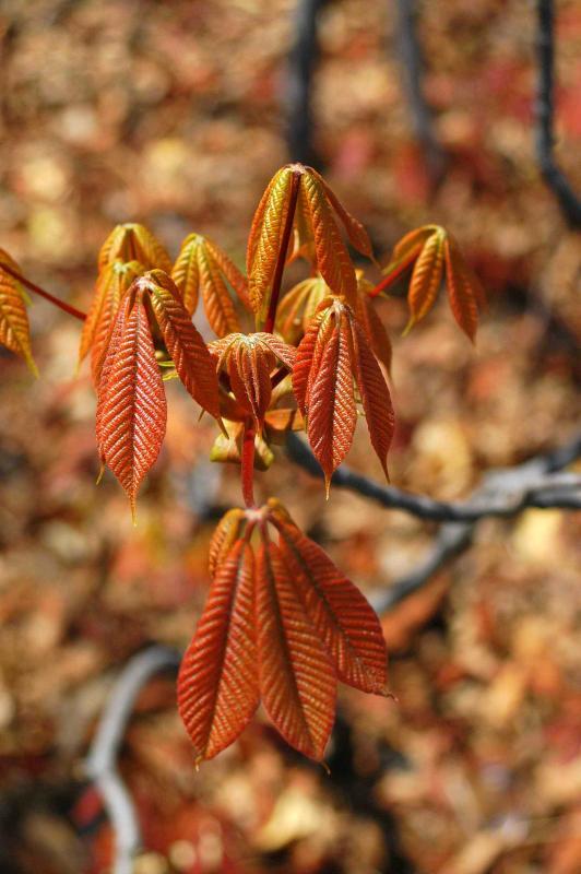 Aesculus glabra