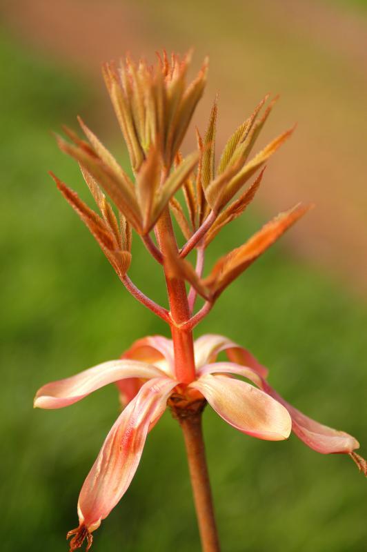 Aesculus hippocastanum