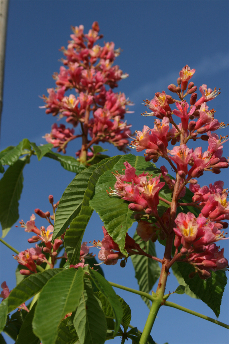 Aesculus x carnea 'O'Neill Red'