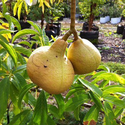 Aesculus californica (California Buckeye)