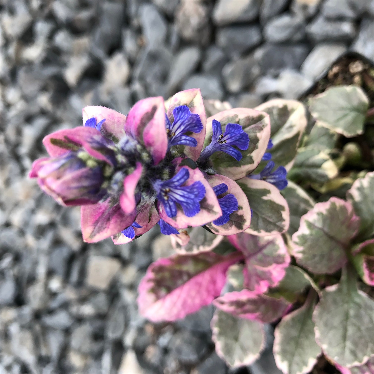 Ajuga reptant 'Burgundy Glow'