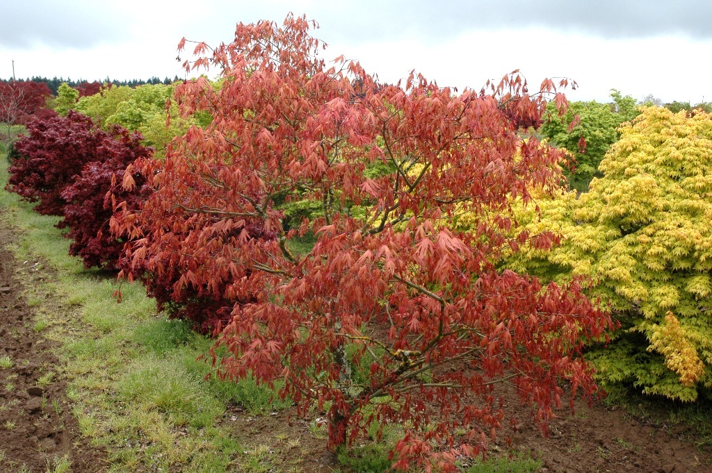 Acer palmatum 'Aka shigitatsu sawa'