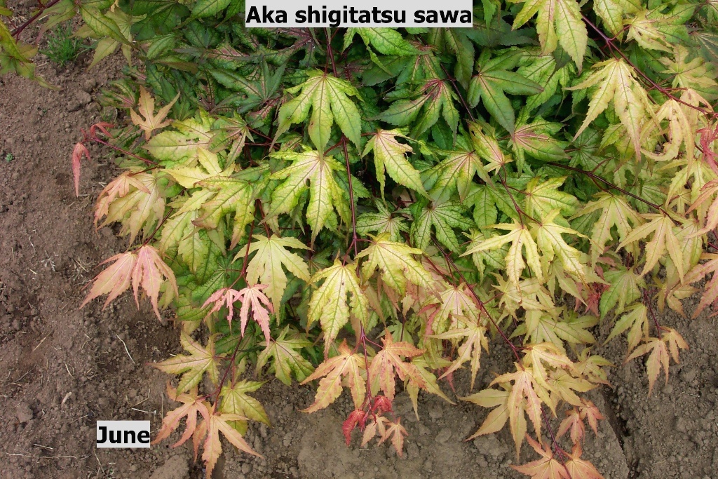 Acer palmatum 'Aka shigitatsu sawa'