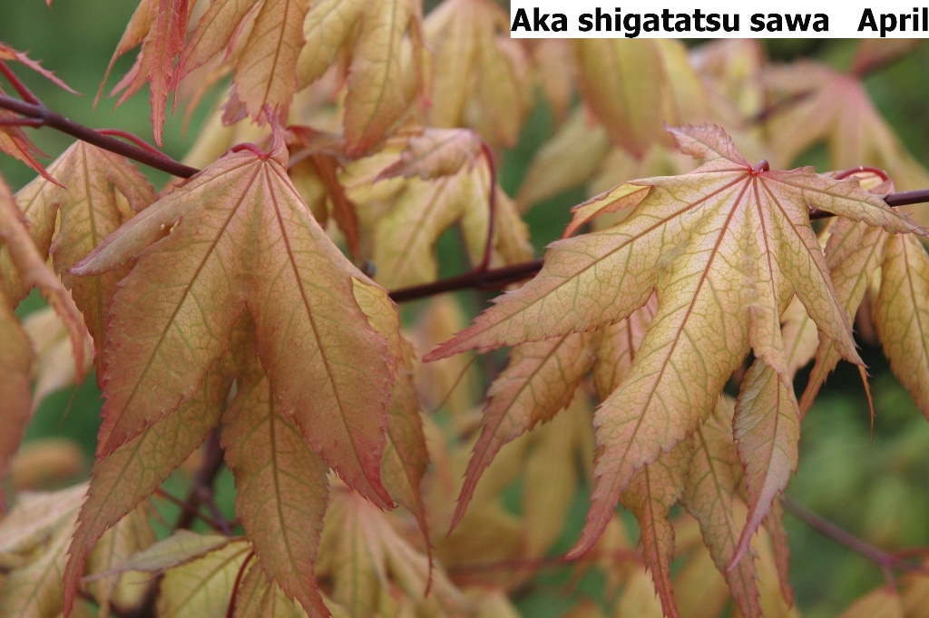 Acer palmatum 'Aka shigitatsu sawa'