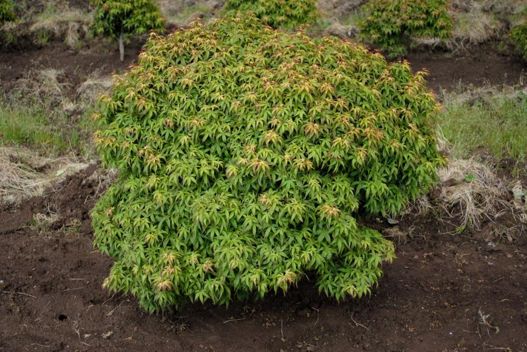 Acer palmatum 'Akita yatsubusa'