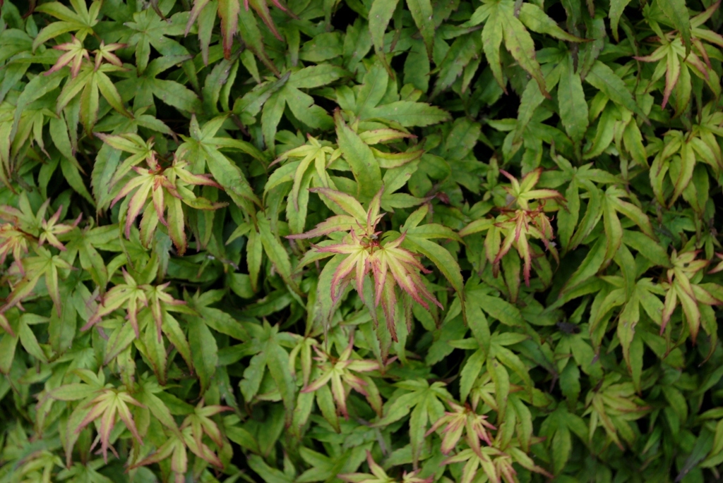 Acer palmatum 'Akita yatsubusa'