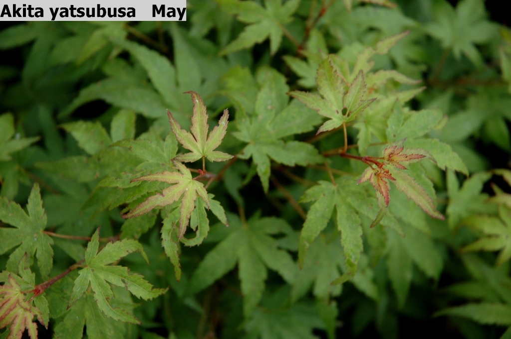 Acer palmatum 'Akita yatsubusa'