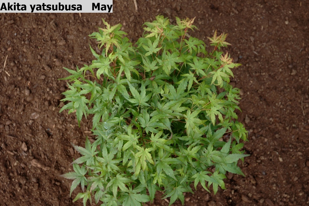 Acer palmatum 'Akita yatsubusa'