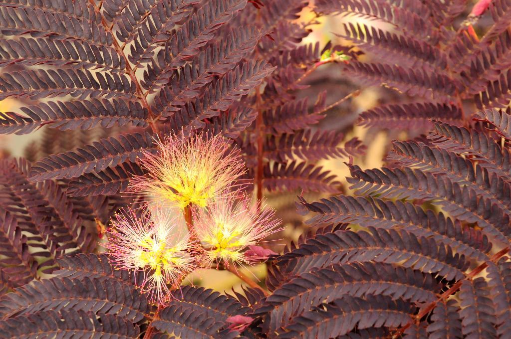 Albizia julibrissin 'Summer Chocolate'® PP13822