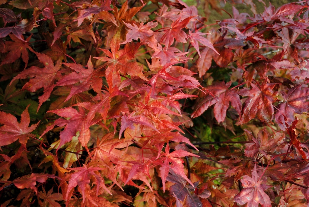 Acer palmatum 'Amber Ghost'
