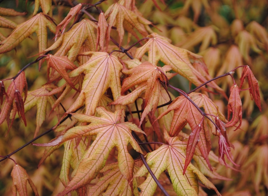 Acer palmatum 'Amber Ghost'