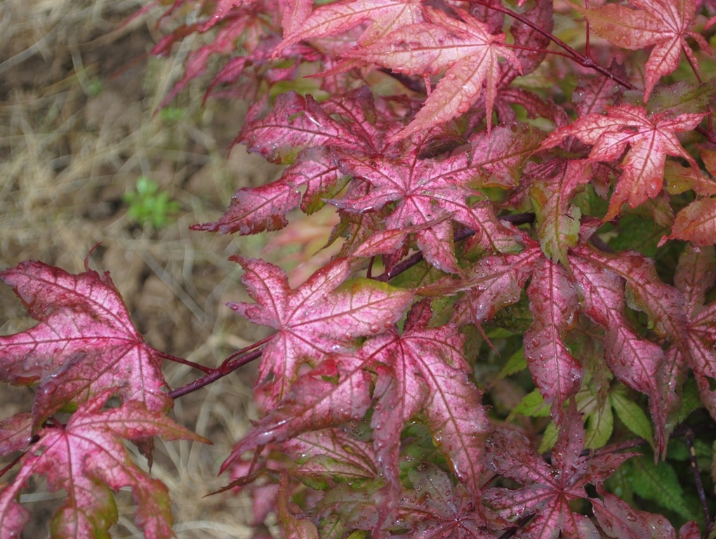 Acer palmatum 'Amber Ghost'