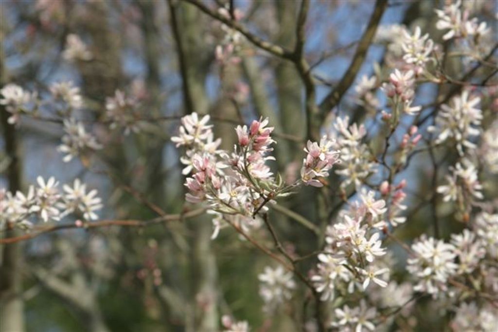 Amelanchier x grandiflora 'Robin Hill'