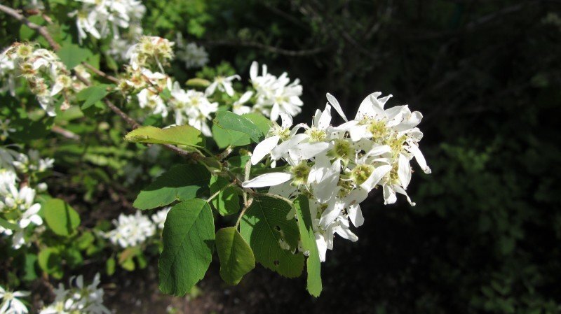 Amelanchier alnifolia