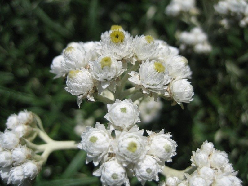 Anaphalis margaritacea