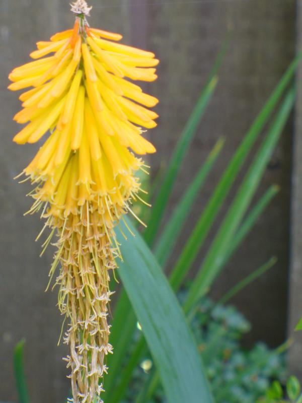 Kniphofia