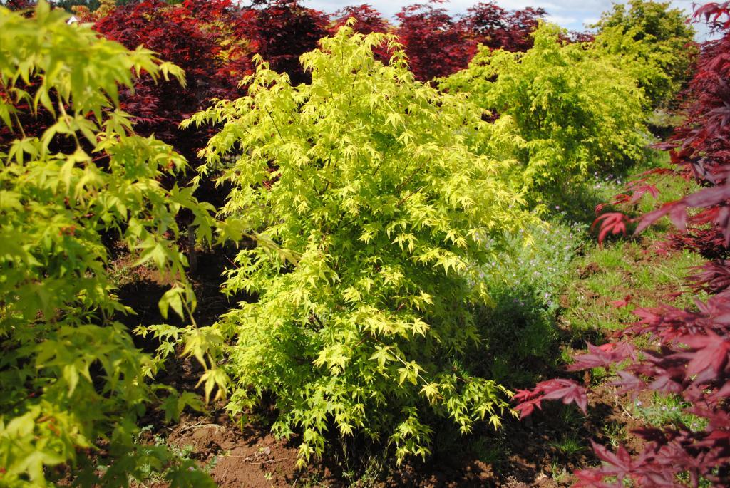 Acer palmatum 'Aoyagi'