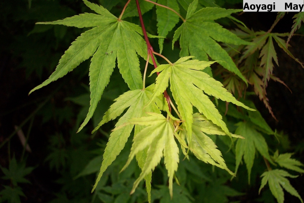 Acer palmatum 'Aoyagi'