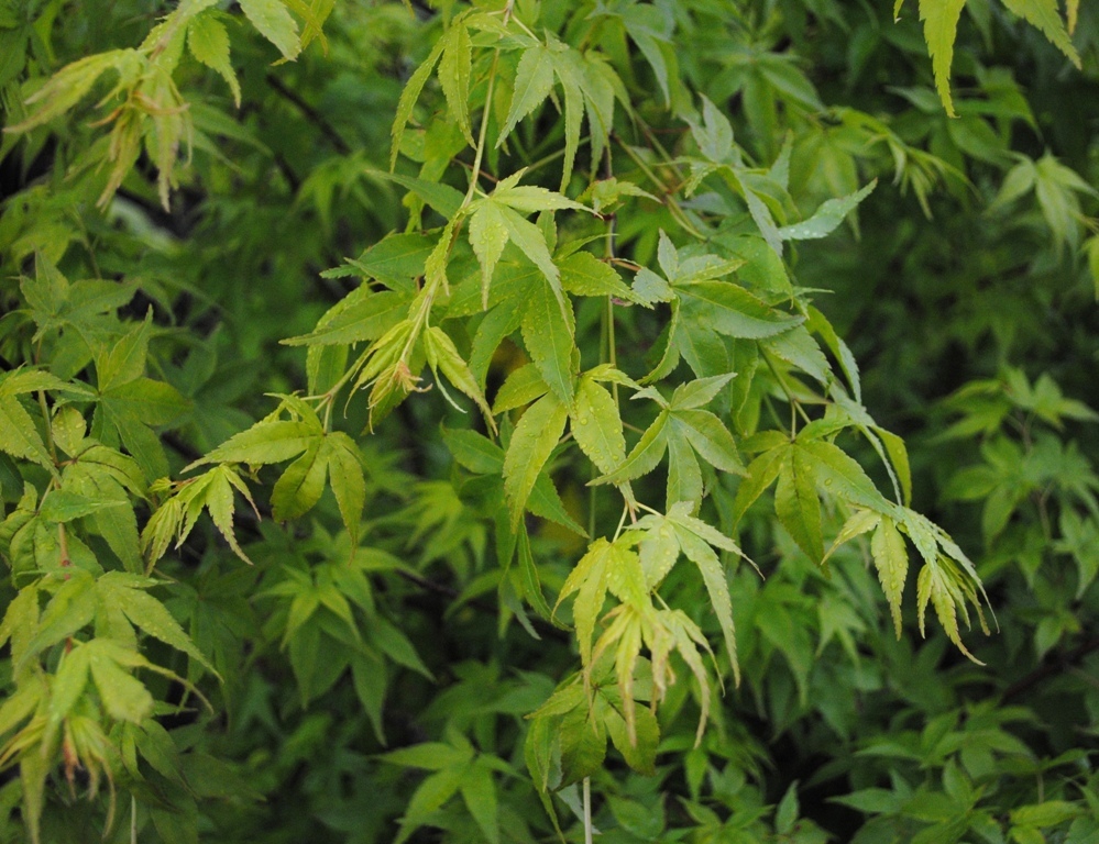 Acer palmatum 'Aoyagi'