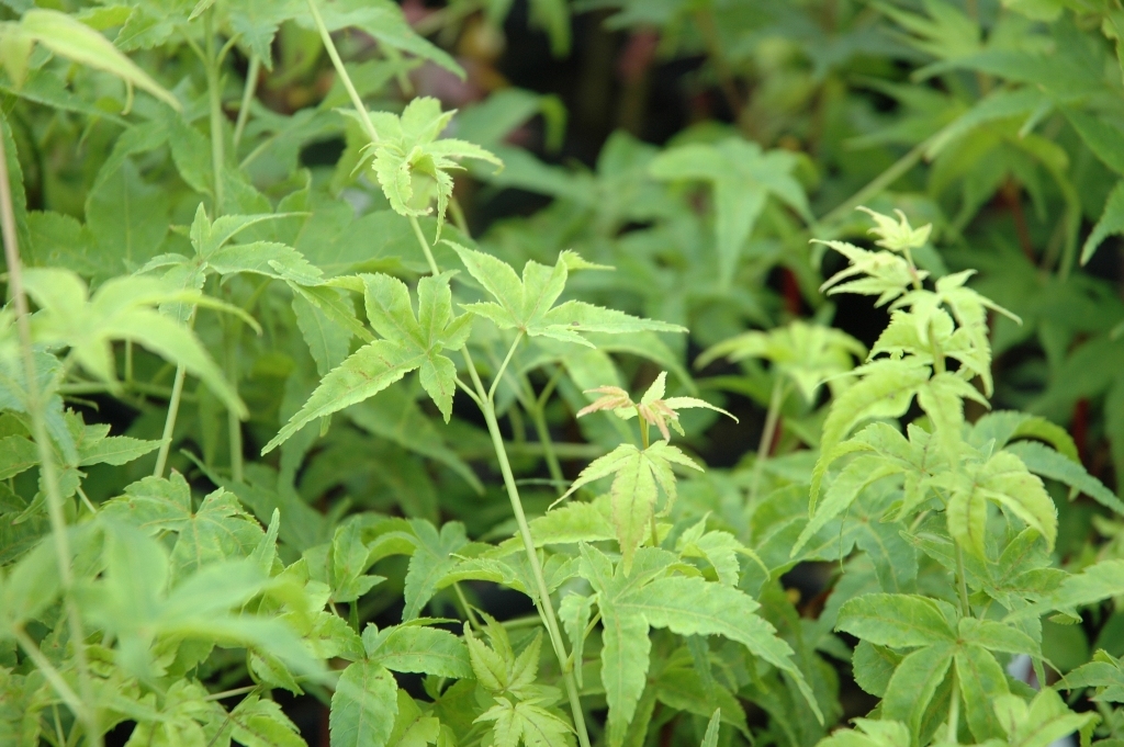 Acer palmatum 'Aoyagi'