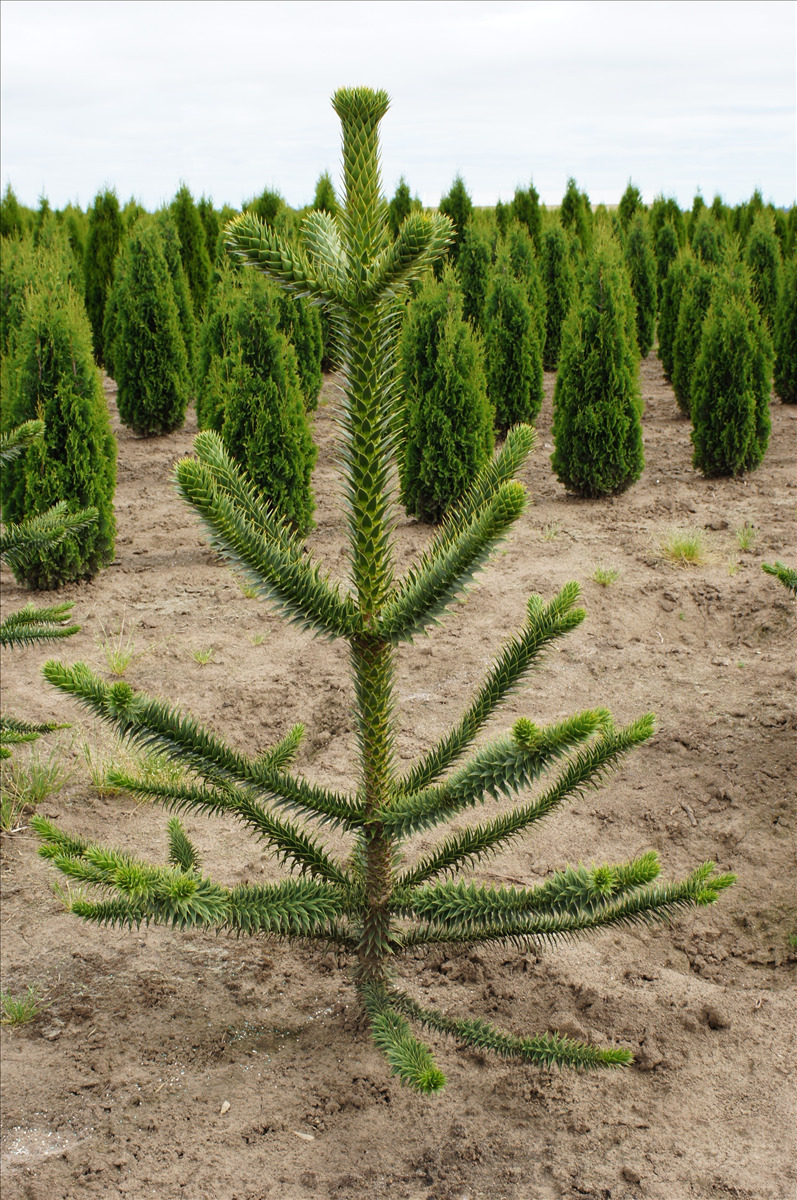 Araucaria araucana