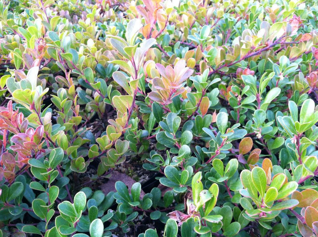 Arctostaphylos uva ursi