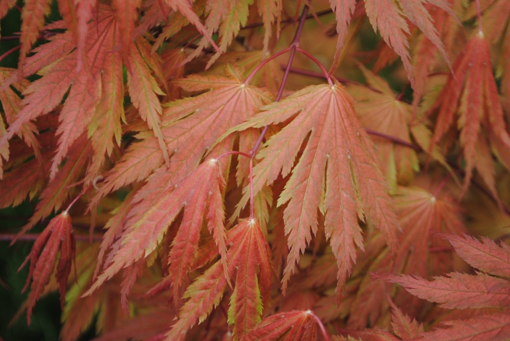 Acer palmatum 'Ariadne'